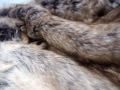 Pled Renard
