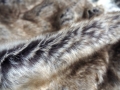 Pled Renard